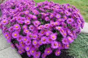 Perennials Catalogue