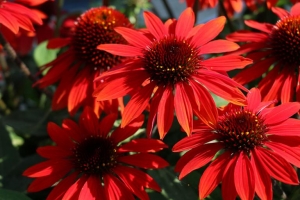 Echinacea Catalogue