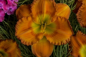 Hemerocallis Catalogue