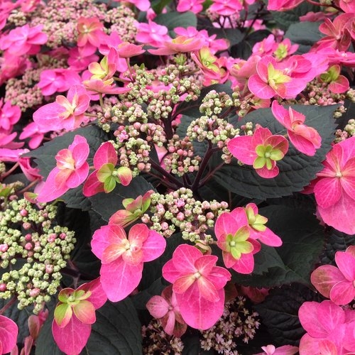 Hydrangea 'Tuff Stuff' 