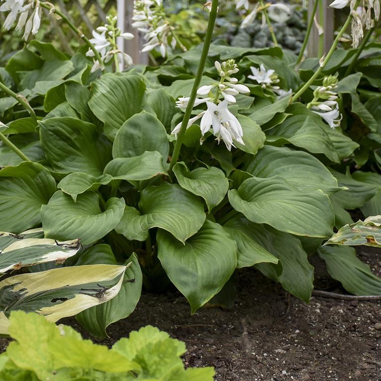 Royal Crest, Hosta 