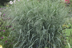 Grass Panicum 'Blue Fountain' 