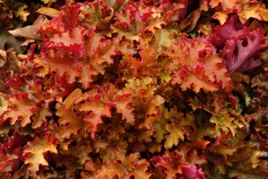Heuchera 'Zipper' 